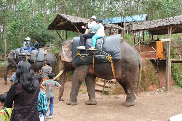 Elephant Safari